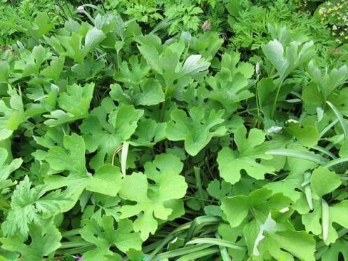celandine herb to remove papillomas