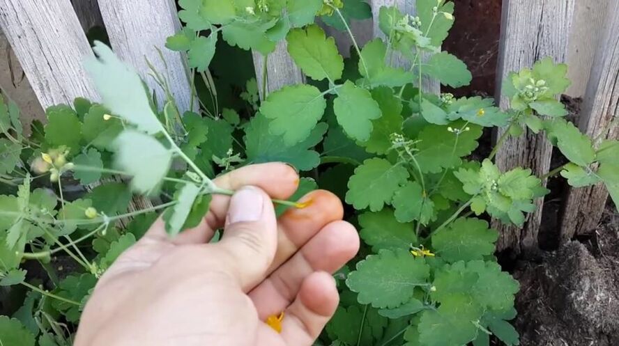 celandine juice to remove papillomas